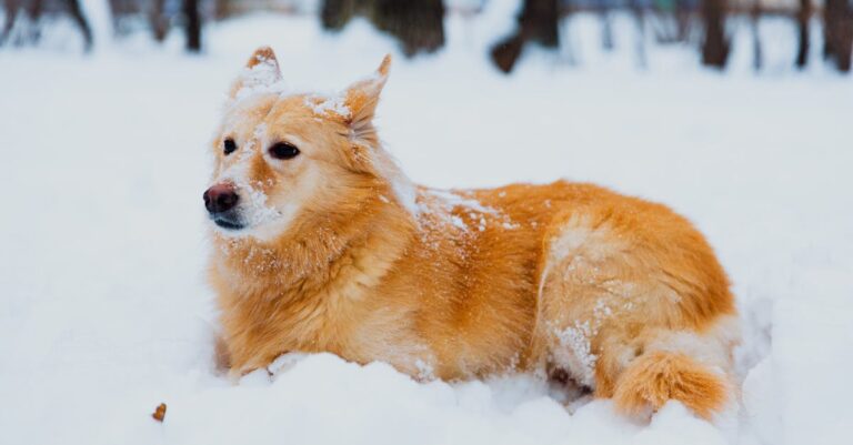 testez vos connaissances sur les chiens avec notre quiz amusant et éducatif. découvrez quel type de chien vous correspond et apprenez des faits intéressants sur nos amis à quatre pattes !