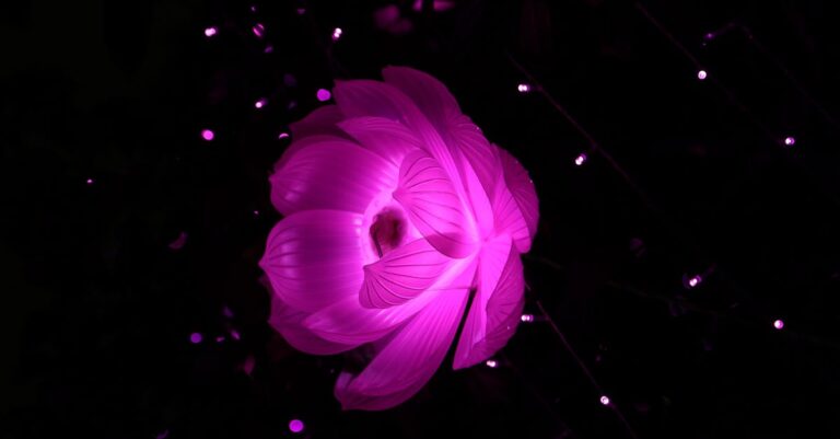 netaklap : découvrez une plateforme innovante dédiée à la création et au partage de contenus interactifs pour tous les passionnés du numérique.