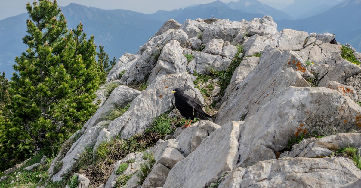 découvrez les meilleurs coloristes capillaires à grenoble pour des couleurs uniques et personnalisées, adaptées à votre style et votre personnalité.