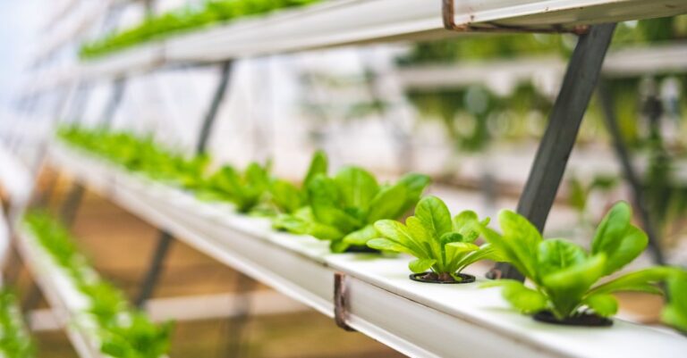 découvrez l'aquaponie, une méthode durable combinant aquaculture et hydroponie pour cultiver des plantes et élever des poissons en harmonie, favorisant un écosystème écologique et productif.