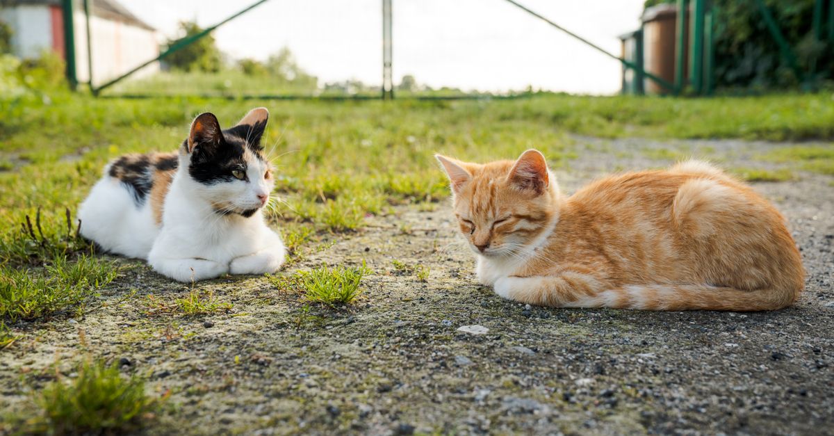 découvrez nos conseils pour une coexistence harmonieuse avec votre chat et profitez d'une vie paisible et équilibrée ensemble.