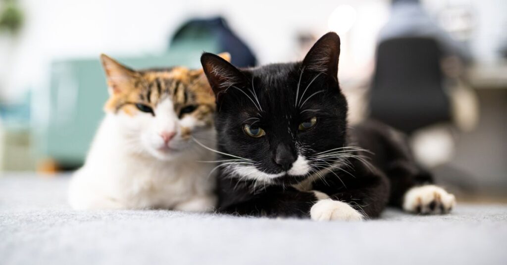 découvrez des conseils pratiques pour favoriser la coexistence harmonieuse entre vos chats et assurer un environnement paisible à la maison.