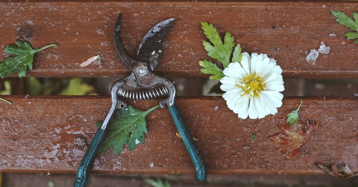 découvrez nos conseils et techniques essentiels pour la taille des plantes afin de favoriser une croissance saine et esthétique dans votre jardin.