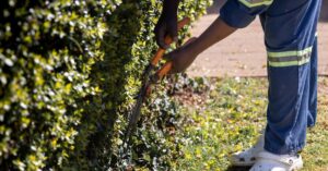 apprenez les techniques essentielles de la taille des plantes pour favoriser leur croissance saine et optimiser leur floraison.
