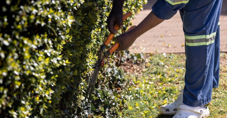 apprenez les techniques essentielles de la taille des plantes pour favoriser leur croissance saine et optimiser leur floraison.
